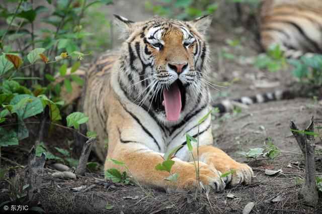 生肖虎5月下旬金库爆满富得流油,金钱不愁,财