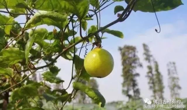 寻味古村无花果、火龙果、黄皮,佛山鲜甜水果