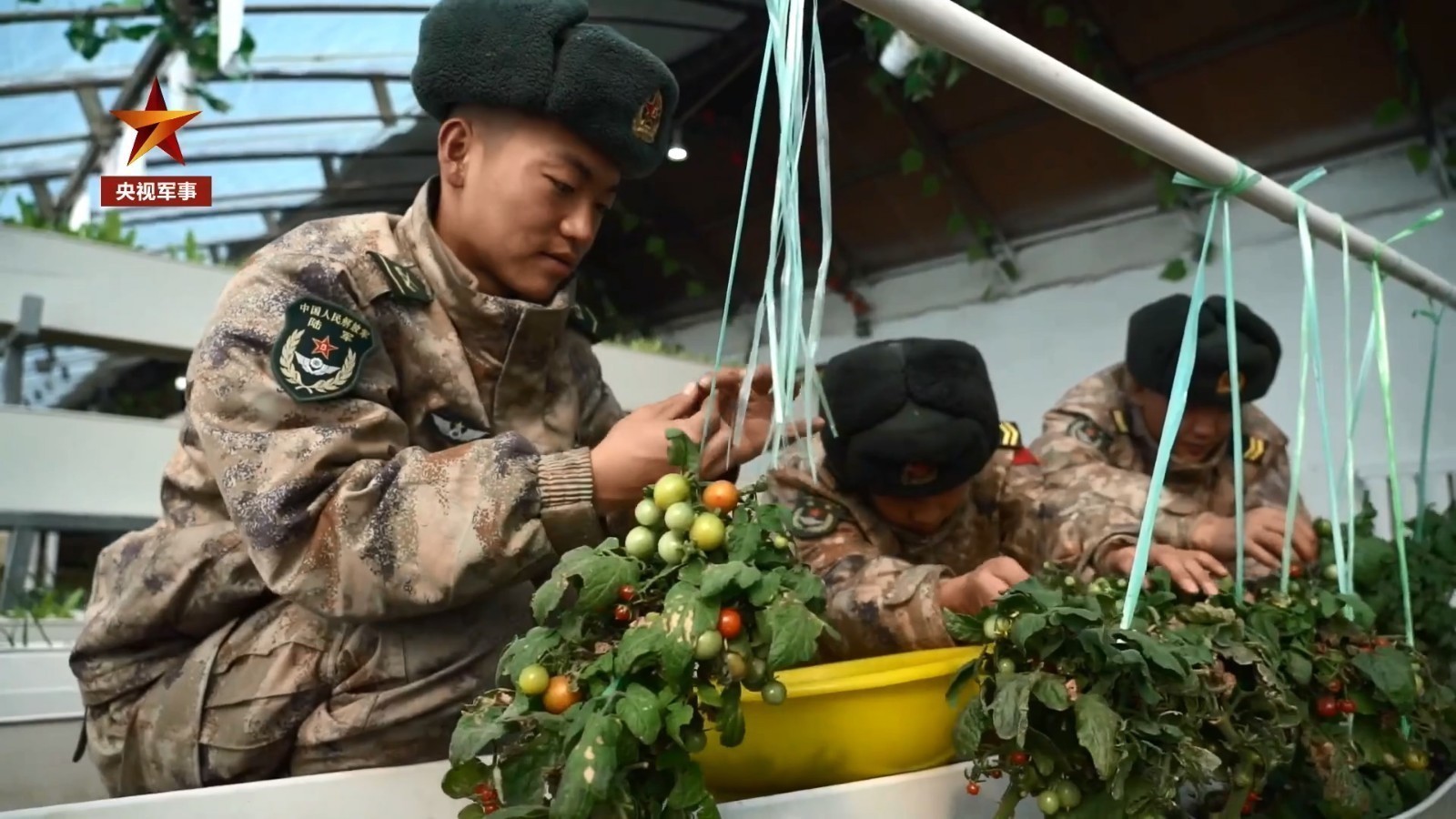 收菜啦！高原战士海拔5380米种蔬菜获大丰收，两三天就吃一次新鲜菜！