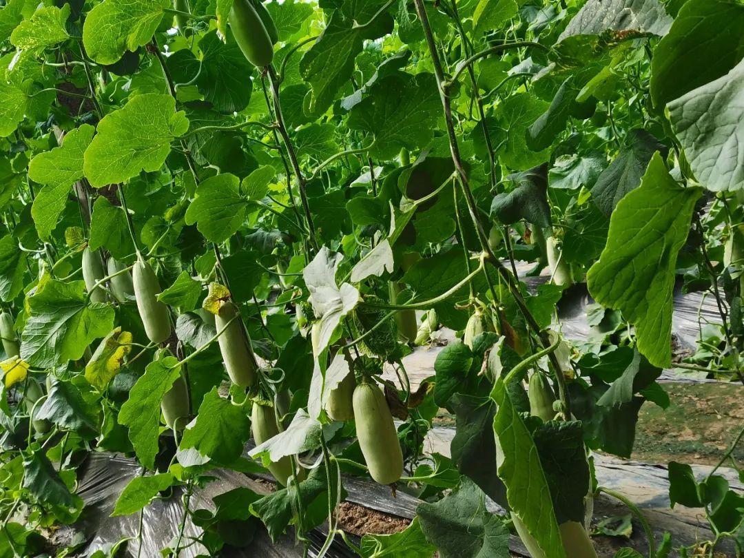 气候,环境,土壤等因素并不是所有的地方都可以种植羊角蜜因为羊角蜜的