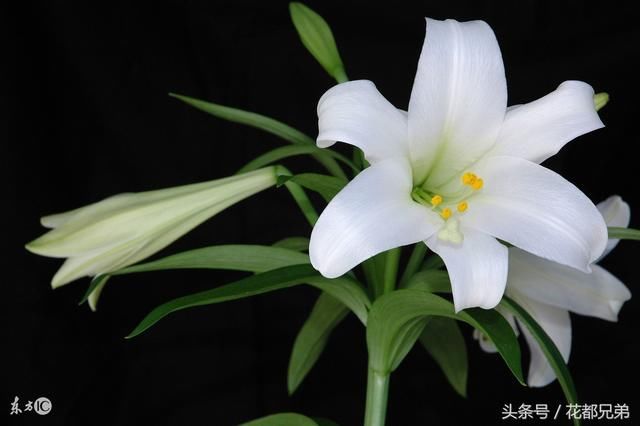 孕妇不能养的四类花,如果家里有的赶紧送人!