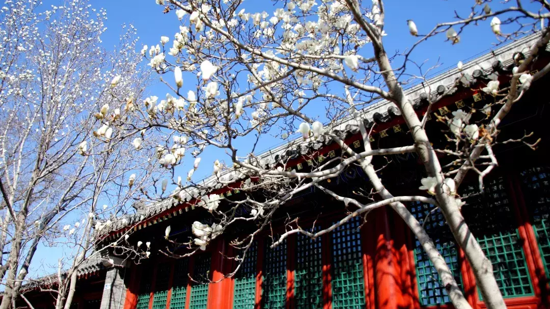 民国时期的“梁祝绝恋”，陶然亭公园里一段凄美的爱情故事
