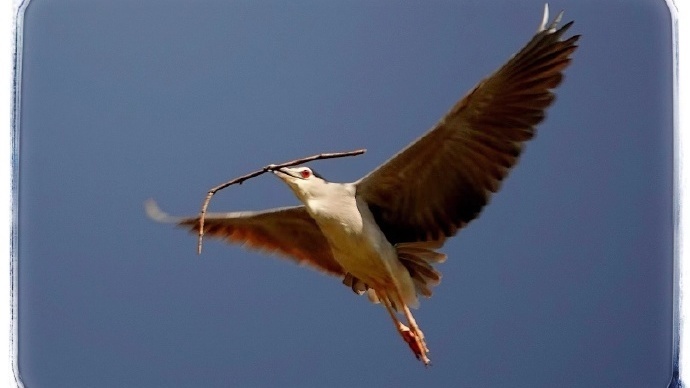 北京动物园水禽湖  夜鹭衔枝筑巢
