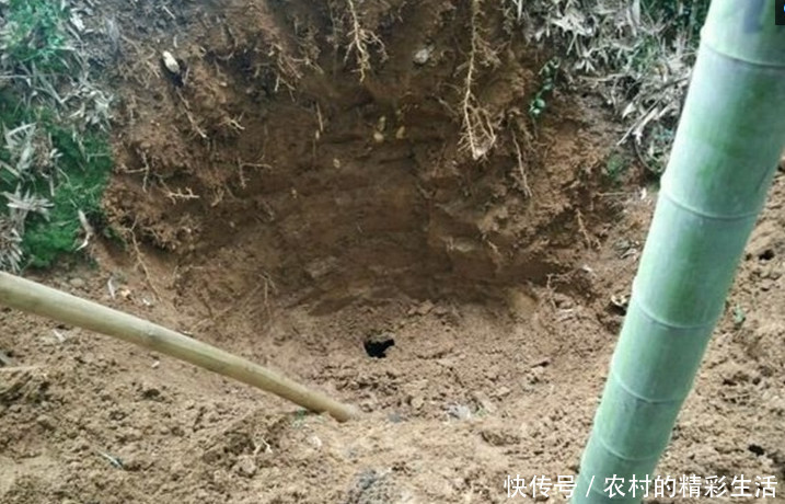 农村老汉地里挖到七条金蛇,专家称可以在上海