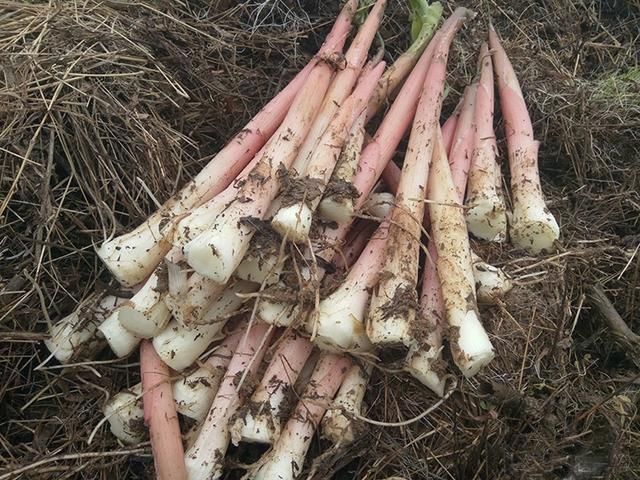 那么,洋河笋直接采摘回来能够吗?