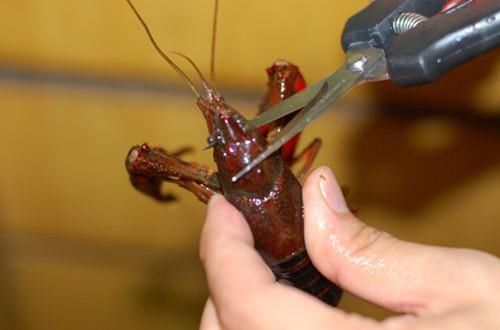 小龙虾这样洗又快又干净