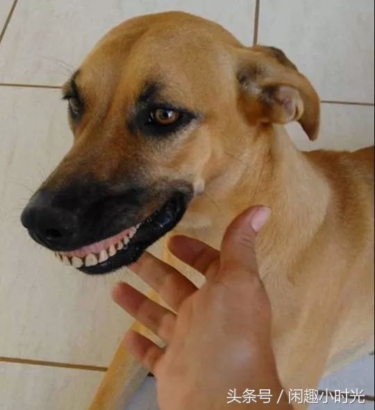 搞笑:汪星人戴上人类的假牙会是什么样,你绝对没见过