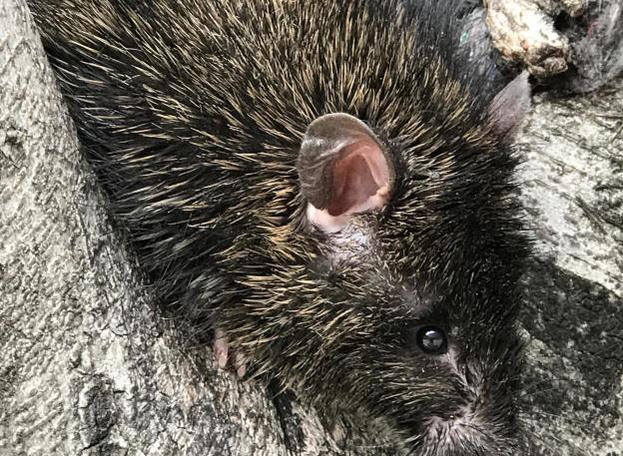 云南体长超50公分大老鼠 蹿出商业中心下水道惊吓游客