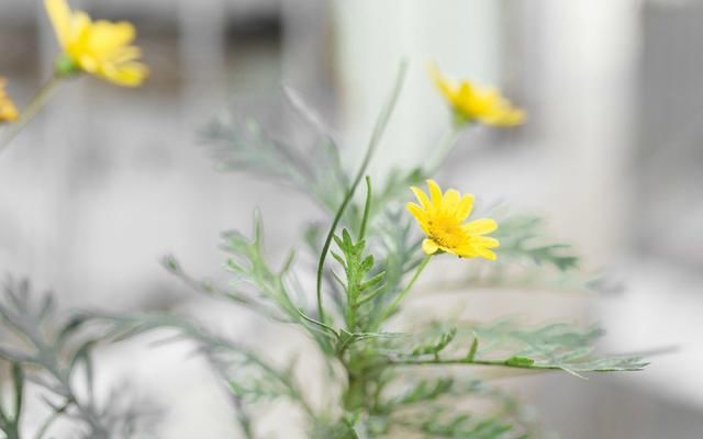 黄峥说:社交电商是伪概念,拼多多无货源开店是