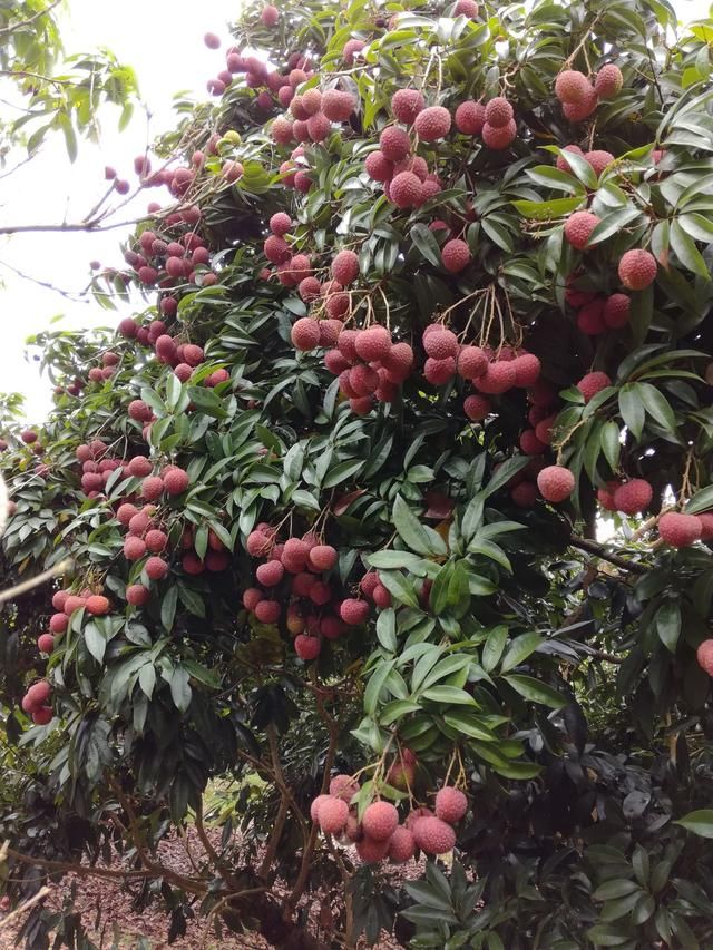 种植荔枝需要什么条件?现在还有哪些好的荔枝