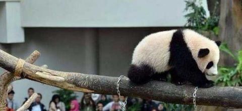 外国人哭诉大熊猫养不起!网友说:不愧是中国国