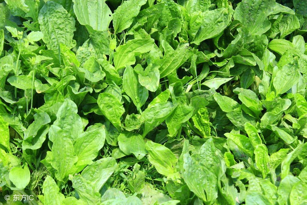 农村随处可见的平车前,你真的认识它吗,药用价