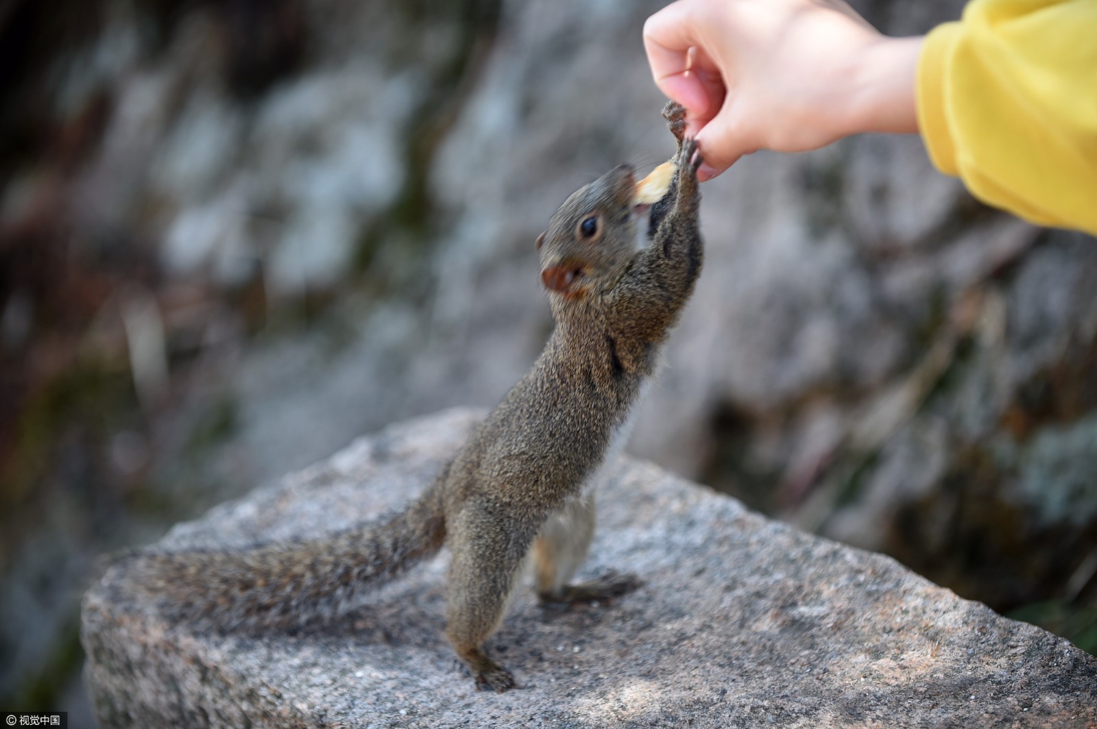 黄山野生小松鼠不见外:伸手接过游客食物 黄山野生小松鼠不见外:伸手接过游客食物