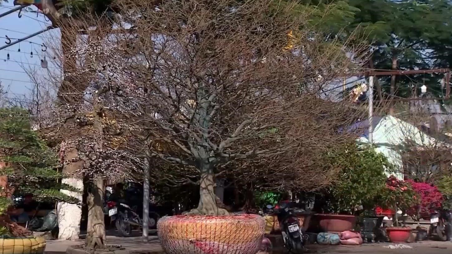 越南“年过半百”黄杏树天价售出 越南“年过半百”黄杏树天价售出