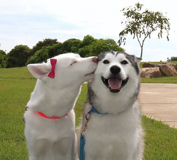 最新版動物逗比笑臉已解鎖 笑容成謎