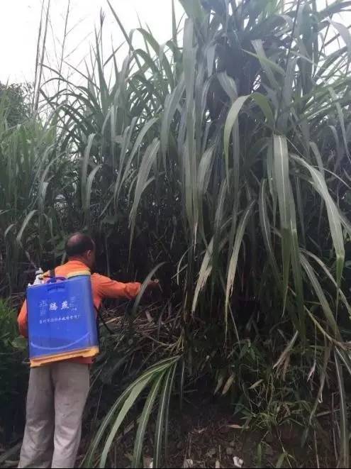 下面请还没有体验到傲杀除草剂优秀性能的小伙伴们,快来看看已经使用