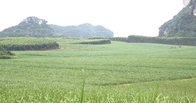 崇左人,2017\/2018榨季广西糖料蔗收购价格是…