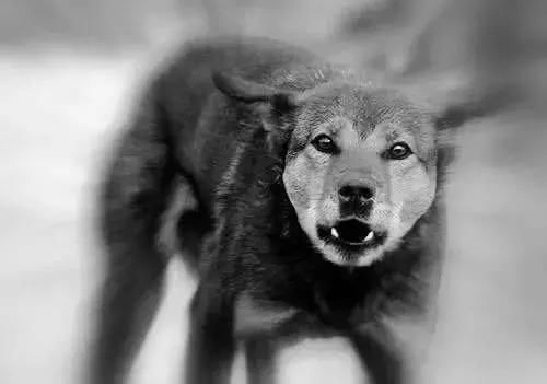 古代死刑犯处决时最后一顿饭菜里一定要加一样