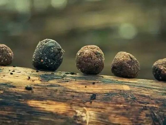 李后主 · 鹅梨帐中香