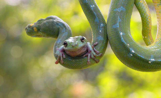 男子野外看到一只青蛙跳到一条蛇身上,接下来发生的一幕难得一见