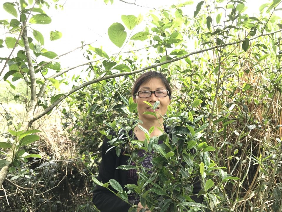 农村人爱喝的茶饮,却被列为3类致癌物!