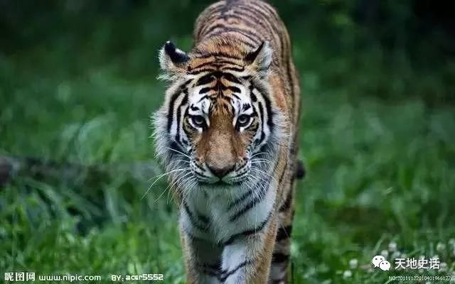 水浒传中好汉的动物,龙虎豹无奇不有,忽律是什