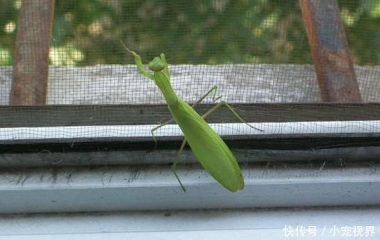 女子是一名螳螂爱好者,所以在家中养了一只螳螂,每天都会记录它的成长