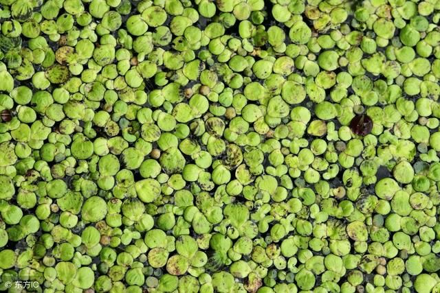 浮萍漂泊本无根,天涯游子君莫问浮萍可不是诗