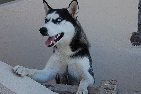 哈士奇生了一窝宝宝,然而看到小奶狗后,鬼知道