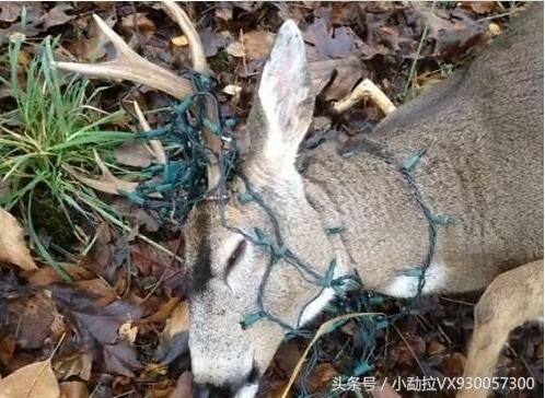 贵州省天柱县《杰哥和阿进》偷渡去缅甸小勐拉