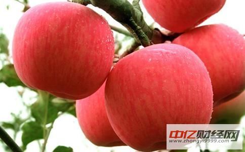 今日最新苹果价格行情 今日苹果期货价格小幅