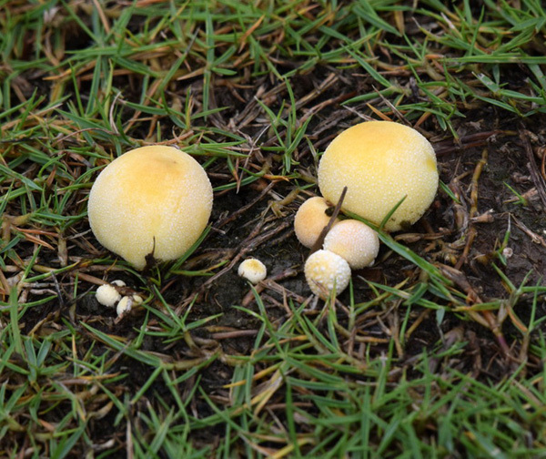 6月14日早晨,在日湖公園裡的的草地上,樹底下,一片片野蘑菇撐起白的