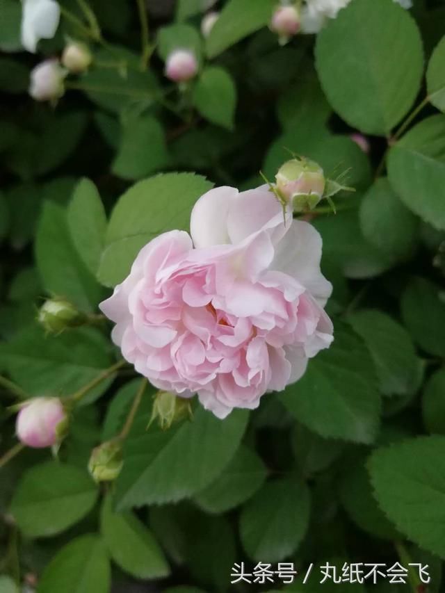 西安网红小区,满园春色关不住,一支蔷薇出墙来