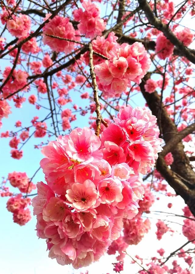 阳春三月,大理蛰伏一年的樱花如期盛开了