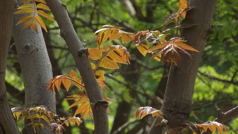 这种"香椿芽"闻着香,吃起来更香,竟也是细菌蚊虫等的"克星"