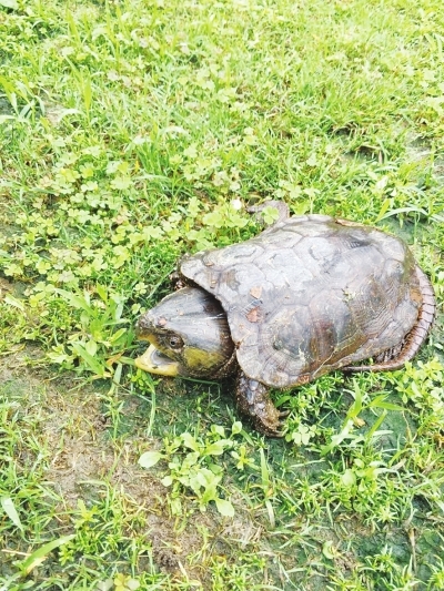 池州醉山野度假區驚現珍稀動物鷹嘴龜(圖)