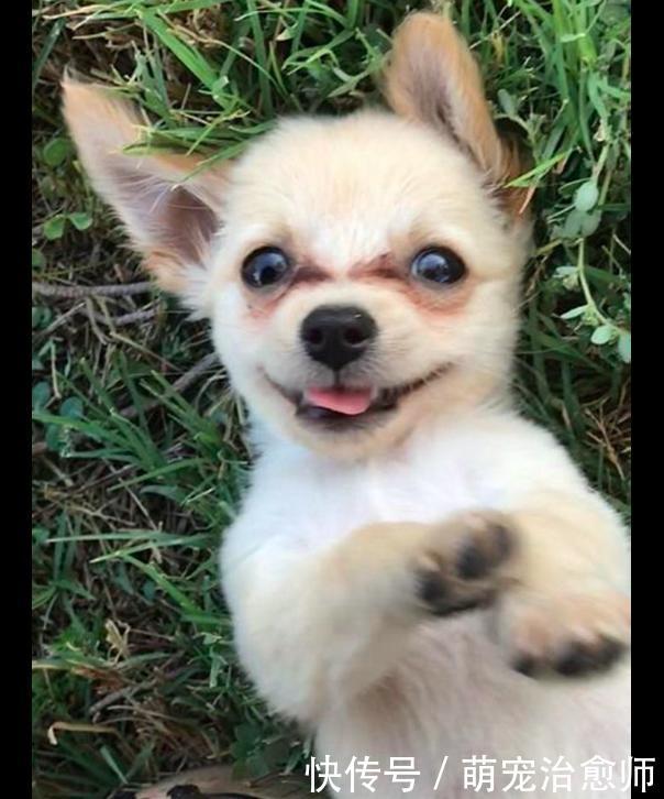 吉娃娃被遗弃在机场,而纸条上写的原因,让大家