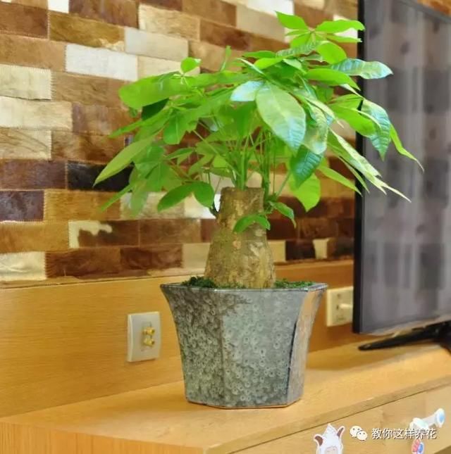 发财树浇点这玩意,比施肥还灵,新芽猛长,财运连