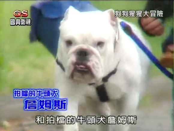 詹姆斯，2003年12月19日出生，是一只雄性斗牛犬，性格调皮但一样好奇心旺盛，最爱吃牛肉干、牛或猪肝、干酪、海绵蛋糕。