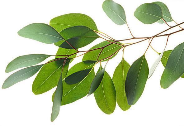 脸上螨虫相当于蛀虫,洗脸掌握3招,层层螨虫全