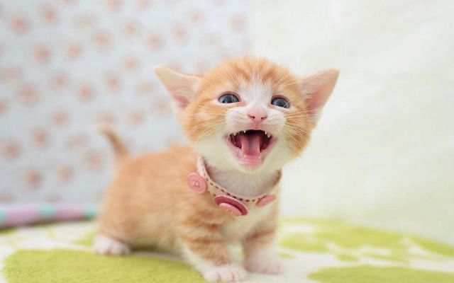 星座指南说:12星座所代表的动物,巨蟹座的是螃