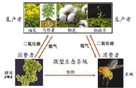 重慶大學在月球「種菜」 目前澆水成功、溫控正常 科技 第1張