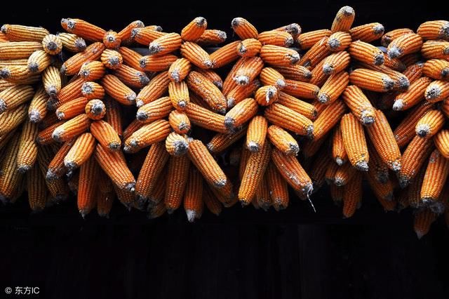 国粮发布17\/18年玉米首现缺口达2011万吨 今秋