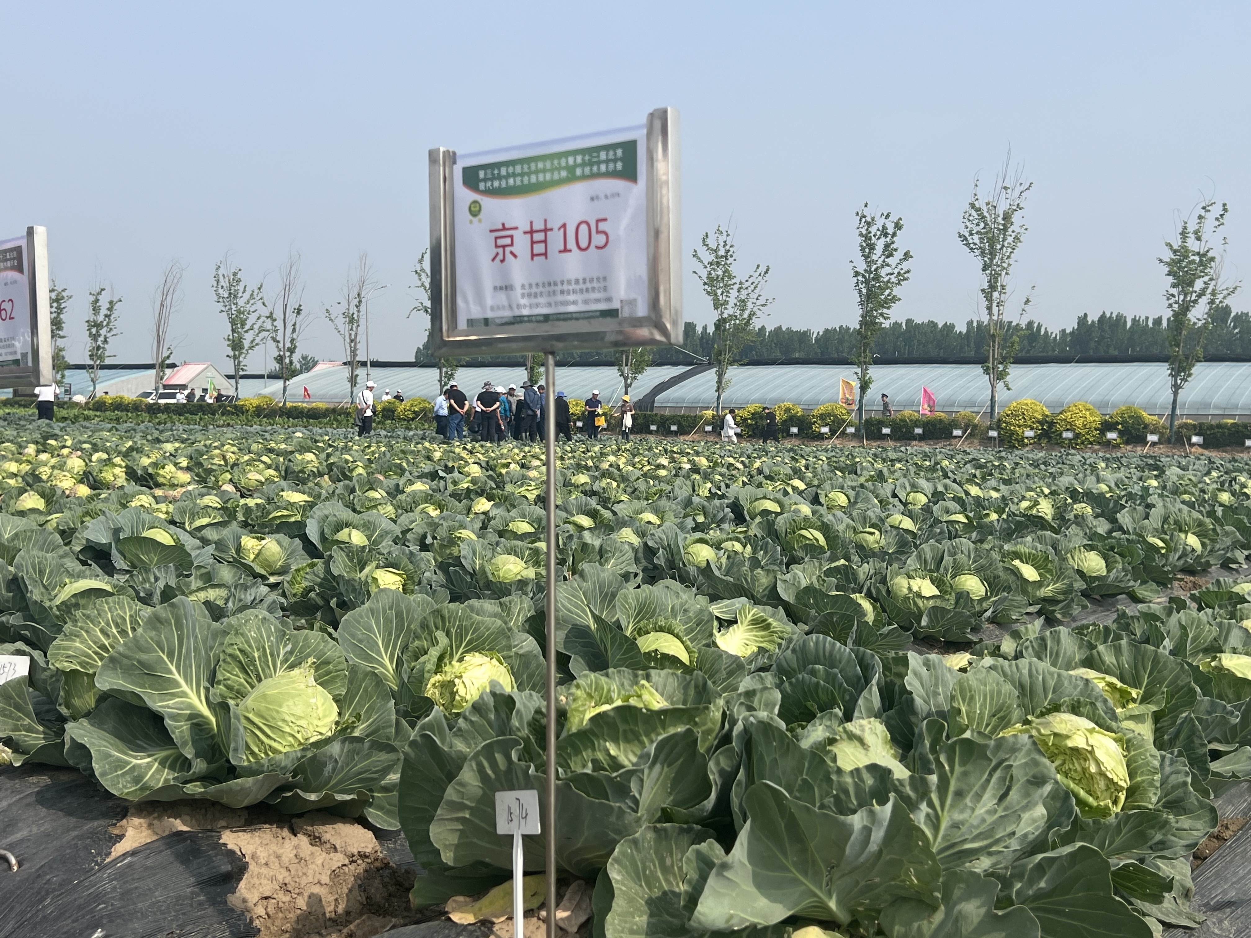 2000余种蔬菜新品集体亮相 2000余种蔬菜新品集体亮相