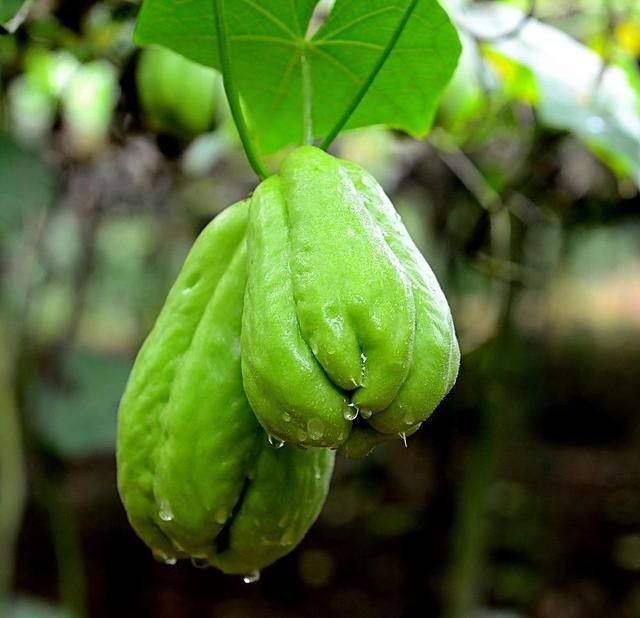 印度佛手瓜怎么养,吃了有什么好处?好神奇的植物