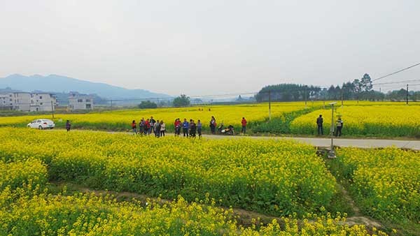 春节柳州周边油菜花图片