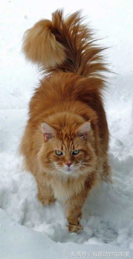 行走的人民币,喵星人界的终极大佬--缅因猫