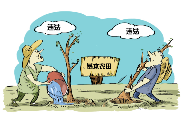 为完成指标良田变耕地由此,这一事件陷入了"在基本农田上种树违法,拔