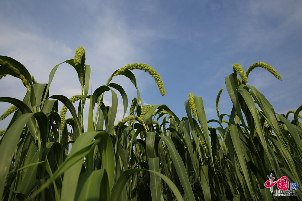 【NO.028】土圪垯上刨金珠 小米种出脱贫