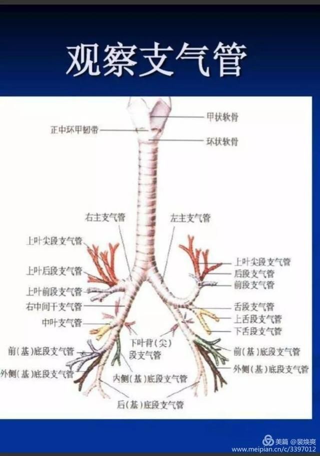 做好胸科手术麻醉,这些支气管解剖知识需掌握!